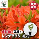 【送料無料】レンゲツツジ 紅花 【 花木苗 3.5号 】 耐寒性半常緑低木 ロードデンドロン花苗 花の苗 花木の苗 苗 低木 切り花 玄関 庭 生垣 鉢植え ベ...
