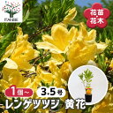 【送料無料】レンゲツツジ 黄花 【 花木苗 3.5号 】 耐寒性半常緑低木 ロードデンドロン花苗 花の苗 花木の苗 苗 低木 切り花 玄関 庭 生垣 鉢植え ベ...