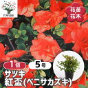【送料無料】サツキ 紅盃(ベニサカズキ) 【 花木苗 5号/1個売り 】 耐寒性半常緑低木 ロードデンドロン花苗 花の苗 花木の苗 苗 低木 切り花 玄関 庭 ...