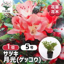 【送料無料】サツキ 月光(ゲッコウ) 【 花木苗 5号/1個売り 】 耐寒性半常緑低木 ロードデンドロン花苗 花の苗 花木の苗 苗 低木 切り花 玄関 庭 生垣...