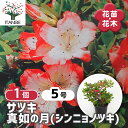 【送料無料】サツキ 真如の月(シンニョノツキ) 【 花木苗 5号/1個売り 】 耐寒性半常緑低木 ロードデンドロン花苗 花の苗 花木の苗 苗 低木 切り花 玄関...