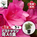 【送料無料】ヒラドツツジ 斑入り葉 【 花木苗 5号/1個売り 】 耐寒性半常緑低木 ロードデンドロン花苗 花の苗 花木の苗 苗 低木 切り花 玄関 庭 生垣 ...