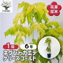 【送料無料】ネグンドカエデ ケリーズゴールド 【 花木苗 6号/1個売り 】 セイヨウカエデ 西洋カエデ トネリコバノカエデ 苗 苗木 フラワー