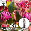 【SS期間全品10%OFF】 ベニバナトキワマンサク 【 花木苗 6号/1個売り 】 常盤万作 常盤満作 シンボルツリー 記念樹 花木 苗 苗木 花の苗 庭植え 地植え 鉢植え ベランダ ガーデニング 花壇 庭園