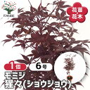 【送料無料】 モミジ(カエデ)の苗木 猩々(ショウジョウ) 【 花木苗 6号/1個売り 】 庭木の苗 植木の苗木 ムラカエデ 濃紫 ノウシ モミジ 紅葉 カエデ 楓 モミジの苗 紅葉の苗 かえでの苗 もみじ