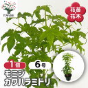 【送料無料】 モミジ(カエデ)の苗木 カワハラミドリ 【 花木苗 6号/1個売り 】 庭木の苗 植木の苗木 ムラカエデ 濃紫 ノウシ モミジ 紅葉 カエデ 楓 モミジの苗 紅葉の苗 かえでの苗 もみじ
