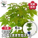 【送料無料】 モミジ(カエデ)の苗木 大盃(オオサカズキ) 【 花木苗 6号/1個売り 】 庭木の苗 植木の苗木 ムラカエデ 濃紫 ノウシ モミジ 紅葉 カエデ 楓 モミジの苗 紅葉の苗 かえでの苗 もみじ