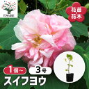 【送料無料】スイフヨウ 【 花苗 3号 】 すいふよう 酔芙蓉 フヨウ 七面芙蓉 くす玉芙蓉 hibiscus お花の苗 花 生け花 切花 切り花 花木 庭木