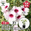 【送料無料】パンドレア バリエガータ(斑入り) 【 花苗 3号 】 半耐寒性 常緑 つる性 低木 ナンテンソケイ ノウゼンカズラ 育てやすい 寄せ植え ガーデニ...