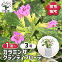 【送料無料】カラミンサ グランディフローラ 【 花苗 3号 】 ハーブティー ネペタ 耐寒性 宿根草 お花の苗 花 生け花 切花 切り花 花木 庭木 庭 庭園 ...