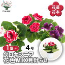 【送料無料】グロキシニア 花色MIX見計らい 【 花苗 4号 】 オオイワギリソウ 大岩桐草ビロード お花の苗 花 生け花 切花 切り花 花木 庭木 庭 庭園 ...