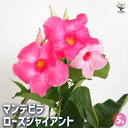 【SS期間全品10%OFF】マンデビラ ローズジャイアント 【 花苗 5号/1個売り 】 花木 花の苗 花木の苗 多年草 ツル性