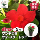 【送料無料】マンデビラ サマースター レッド 【 花苗 5号/1個売り 】 花木 花の苗 花木の苗 多年草 ツル性(4)