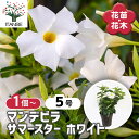 【SS期間全品10%OFF】マンデビラ サマースター ホワイト 【 花苗 5号/1個売り 】 花木 花の苗 花木の苗 多年草 ツル性