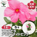 【送料無料】マンデビラ アマゾンナイトピンク 【 花苗 6号/1個売り 】 花木 花の苗 花木の苗 多年草 ツル性