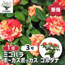【送料無料】ミニ薔薇 ホーカスポーカス コルダナ 【 花木苗 3号 】 バラ苗 バラの苗 薔薇苗 薔薇の苗 花苗 花の苗 ローズガーデン イングリッシュガーデン rose バラ園 フラワーガーデン
