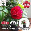 【送料無料】ミニ薔薇 トゥルーブルーム レッドキャプテン 【 花木苗 3.5号 】 バラ苗 バラの苗 薔薇苗 薔薇の苗 花苗 花の苗 ローズガーデン イングリッ...