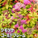【送料無料】 シモツケ ゴールドフレーム 【 花木苗 4号 】 スピレア スピラエア ジャポニカ シモツケ ホワイトゴールド 寄植え 寄せ植え 送料無料 即納