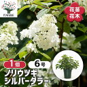 【SS期間全品10%OFF】 ノリウツギ シルバーダラー 【 花木苗 6号/1個売り 】 庭木 シンボルツリー 記念樹 花木 苗 苗木 花の苗 庭植え 地植え 鉢植え ベランダ ガーデニング 花壇 庭園 プレゼント お祝い