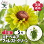 【送料無料】ルドベキア フォレストグリーン 【 花苗 5号/1個売り 】 松笠菊 マツカサギク アラゲハンゴンソウ 荒毛反魂草 オオハンゴンソウ 大反魂草 お花の苗 花 生け花 切花 5,980円