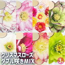 【送料無料】クリスマスローズ ダブル咲きMIX 【 花苗 3号 】 クリスマスローズ苗 キンボウゲ ヘレボルス 多花性 カラーリーフ 生け垣 生垣 庭木 植木 ...