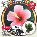 【送料無料】ハイビスカス でぃんがーら〜天の川〜 【 花木苗 4号/1個売り 】 ハワイアン Hibiscus アロハ アロアロ 仏桑花 熱帯花木 苗 苗木 花...