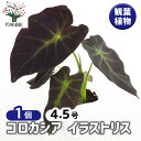 【送料無料】 コロカシア イラストリス 【 観葉植物 4.5号/1個売り 】 コプハマ ファラオマスク エレファントイヤー