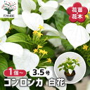 【送料無料】 コンロンカ 白花 【 花苗 3.5号 】 崑崙花 こんろんか ムッサエンダ ハンカチの花 Mussaenda 夏 熱帯植物 花苗 お花の苗 花 生け花 切花 切り花 花木