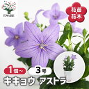 【SS期間全品10%OFF】桔梗の苗 アストラ 【 花苗 3号 】 キキョウ Platycodon grandiflorus オカトトキ アリノヒフキ ボンバナ ヨメトリバナ 岡止々支