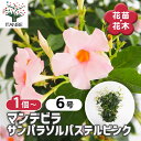 【送料無料】マンデビラ サンパラソルパステルピンク 【 花苗 6号/1個売り 】 花木 花の苗 花木の苗 多年草 ツル性