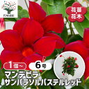 【送料無料】マンデビラ サンパラソルレッド 【 花苗 6号/1個売り 】 花木 花の苗 花木の苗 多年草 ツル性