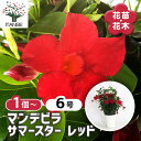 【送料無料】マンデビラ サマースターレッド 【 花苗 6号/1個売り 】 花木 花の苗 花木の苗 多年草 ツル性