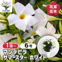 【送料無料】マンデビラ サマースターホワイト 【 花苗 6号/1個売り 】 花木 花の苗 花木の苗 多年草 ツル性