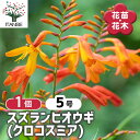 【送料無料】 スズランヒオウギ(クロコスミア) 【 花苗 5号/1個売り 】 お花の苗 花 生け花 切花 切り花 花木 庭木 庭 庭園 室内 鉢植え 育てやすい 寄せ植え ガーデニング 可愛い おしゃれ オシャレ