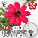 【送料無料】 チョコレートコスモス チェリーチョコレート 【 花苗 3.5号 】 花木の苗 花苗 花の苗 花 苗 ガーデニング