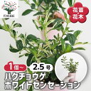 【SS期間全品10%OFF】 ハクチョウゲ ホワイトセンセーション 【 花木苗 2.5号 】 白丁花 半常緑 低木 生垣 庭木 トピアリー ミニ盆栽 アカネ科 斑 アクセント 小花 Serissa japonica 花苗 お花の苗