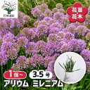 【送料無料】 アリウム ミレニアム 【 花苗 3.5号 】 お花の苗 花 生け花 切花 切り花 花木 庭木 庭 庭園 室内 鉢植え 育てやすい 寄せ植え ガーデニング 可愛い