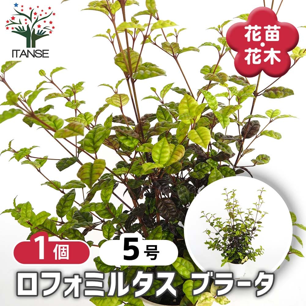 【10％OFF★SS期間中】 ロフォミルタス ブラータ 【 花木苗 5号／1個売り 】 庭園 お庭 低木 常緑樹 カ..