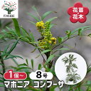 【SS期間全品10%OFF】 マホニア コンフーサ 【 花木苗 8号/1個売り 】 グランドカバー グラウンドカバー 寄せ植え ガーデニング 鑑賞 栽培 庭園菜園