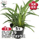 【SS期間全品10%OFF】 ディアネラ シルバーフォックス 【 花苗 5号/1個売り 】 お花の苗 花 生け花 切花 切り花 花木 庭木 庭 庭園 室内 鉢植え 育てやすい