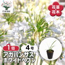 【送料無料】 アガパンサス ホワイトヘブン 【 花苗 4号/1個売り 】 花の苗 ユリ 紫君子蘭 ガーデニング