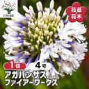 【送料無料】 アガパンサス ファイアーワークス 【 花苗 4号/1個売り 】 花の苗 ユリ 紫君子蘭 ガーデニング