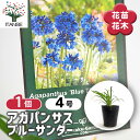【送料無料】 アガパンサス ブルーサンダー 【 花苗 4号/1個売り 】 花の苗 ユリ 紫君子蘭 ガーデニング