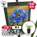 【送料無料】 アガパンサス ギャラクシーブルー 【 花苗 4号/1個売り 】 花の苗 ユリ 紫君子蘭 ガーデニング