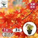 【送料無料】 モミジ(カエデ)の苗木 【 花木苗 3号 】 庭木の苗 植木の苗木 ムラカエデ 濃紫 ノウシ モミジ 紅葉 カエデ 楓 モミジの苗 紅葉の苗 かえでの苗 もみじ