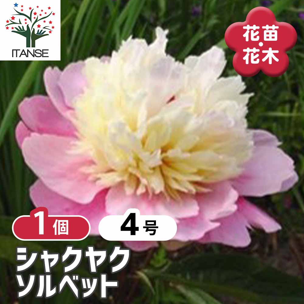 【送料無料】 シャクヤク ソルベット 【 花木苗 4号／1個売り 】 芍薬 シンボルツリー 記念樹 苗 苗木 ..