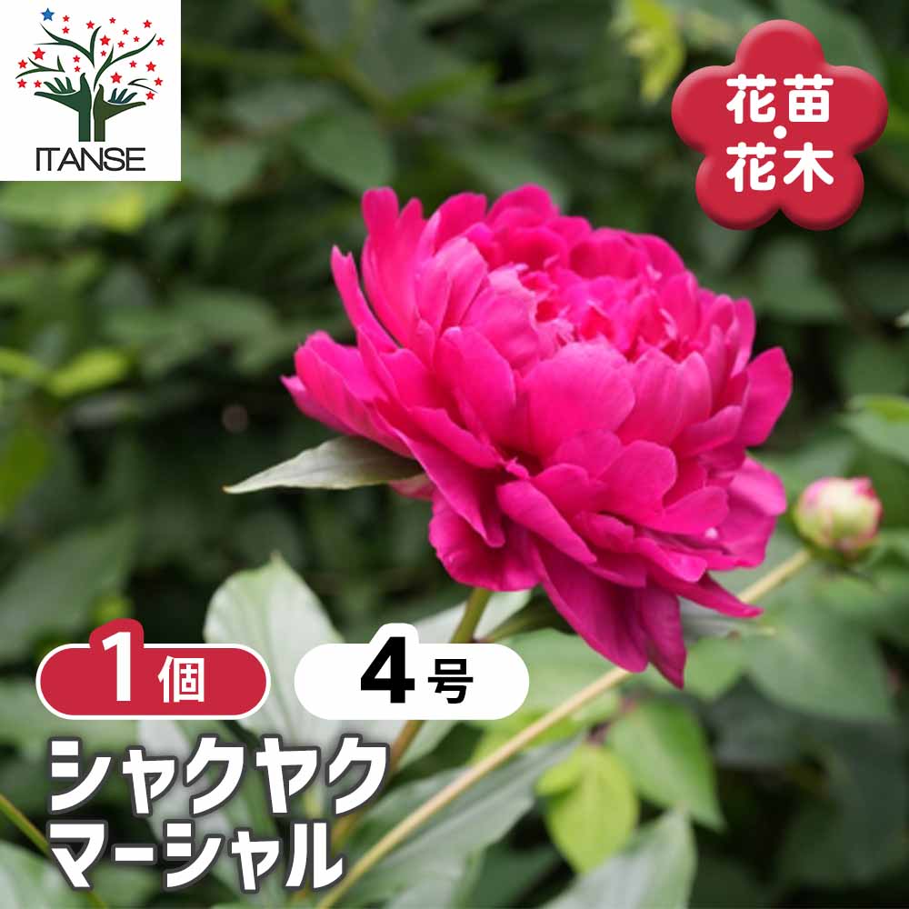 【送料無料】 シャクヤク マーシャル 【 花木苗 4号／1個売り 】 芍薬 シンボルツリー 記念樹 苗 苗木 ..