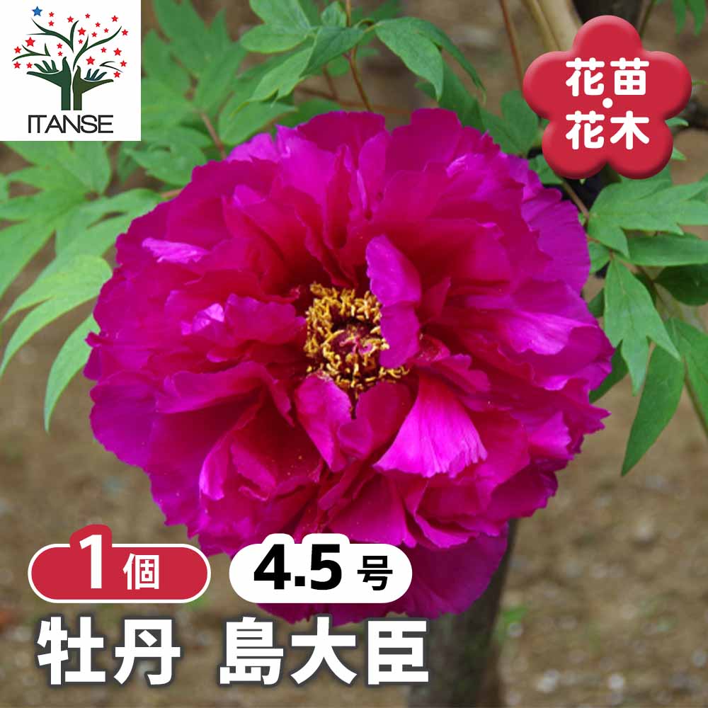 【送料無料】 牡丹 島大臣 【 花木苗 4.5号／1個売り 】 花の王 お花の苗 花 生け花 切花 切り花 花木 ..