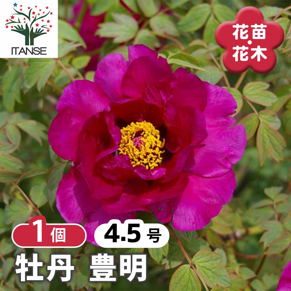 【送料無料】 牡丹 豊明 【 花木苗 4.5号／1個売り 】 花の王 お花の苗 花 生け花 切花 切り花 花木 庭..
