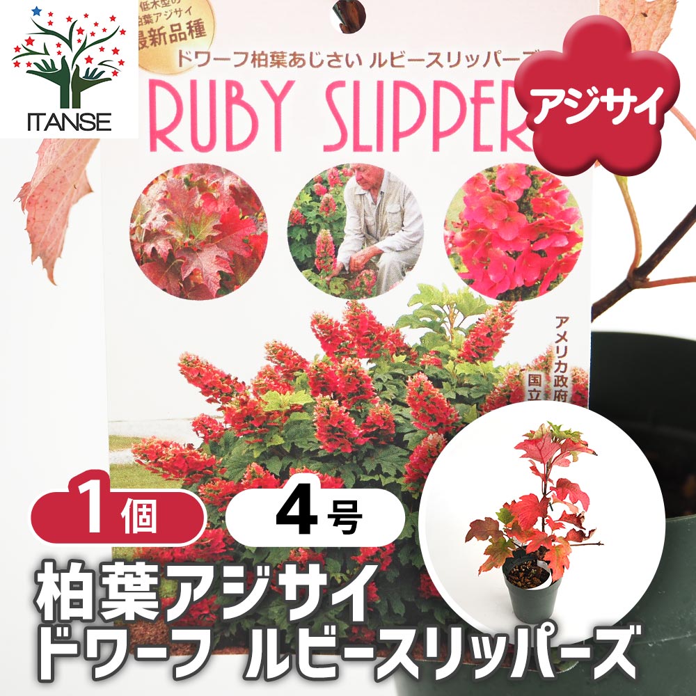 【送料無料】 ドワーフ柏葉あじさい ルビースリッパーズ 【 花木苗 4号／1個売り 】 アジサイ 紫陽花 ..